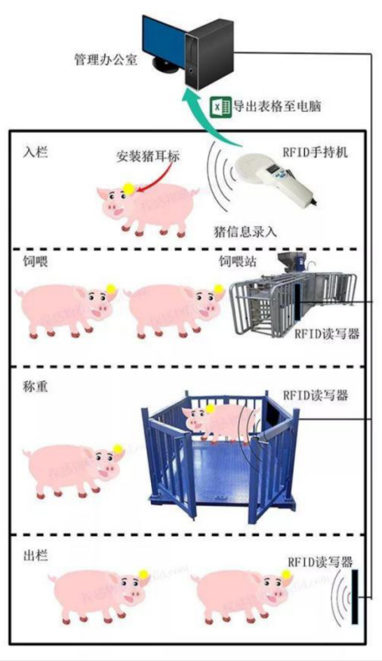 戴上这枚耳标，你就是一只有身份的猪- 0402 new1166.png